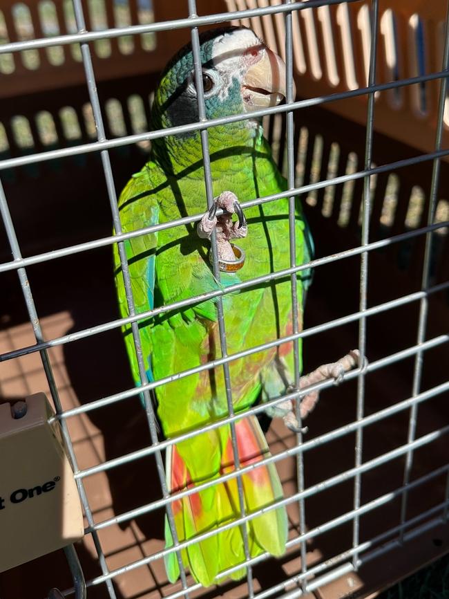 A Hispaniolan Amazon parrot at the property. Picture: Department of Climate Change, Energy, the Environment and Water.