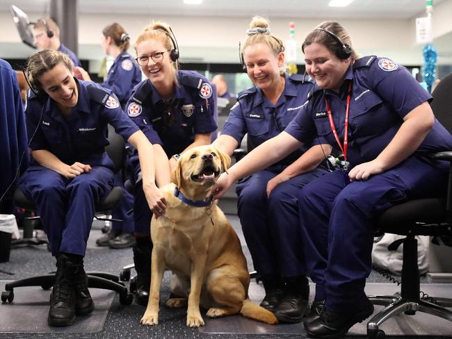 Solly gets some love from call-takers (from left) Lexii, Rachel, Yvette and Marisa. Picture: Tim Hunter