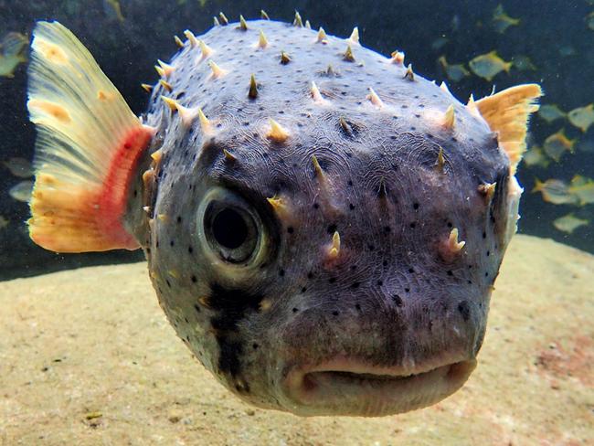 Manly Daily reader pictures - What you lookin' at in Cabbage Tree Bay. Picture: Ian Donato