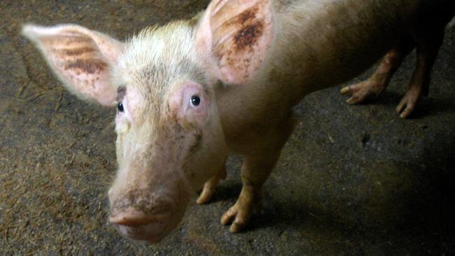 Pork products containing rat poison traces could be legally sold, under ...