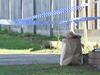 Man found dead in Grovedale home