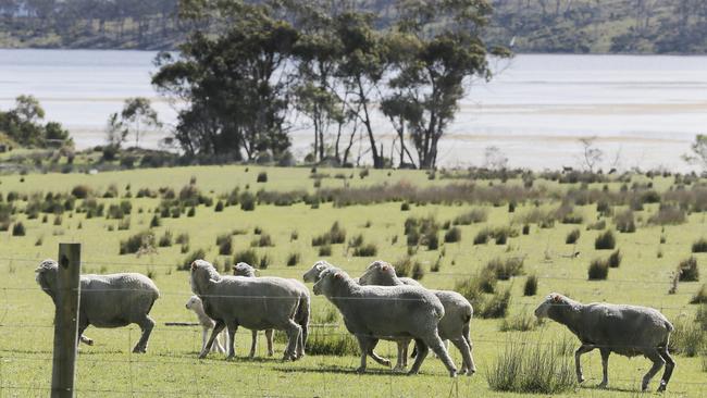 Sheep sustainability has been under the spotlight. Picture: Mathew Farrell