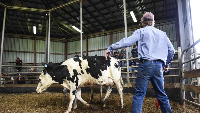 Autumn-calved cows already pregnancy tested were in high demand at the Northern Victoria dairy sale in Shepparton.