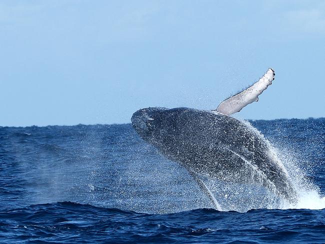 Whale of a figure at Shoal Bay kicks off the watching season | Daily ...
