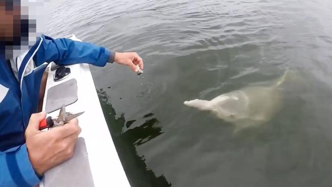 The video uploaded online caught the attention of authorities. Picture: Queensland Department of Environment and Science