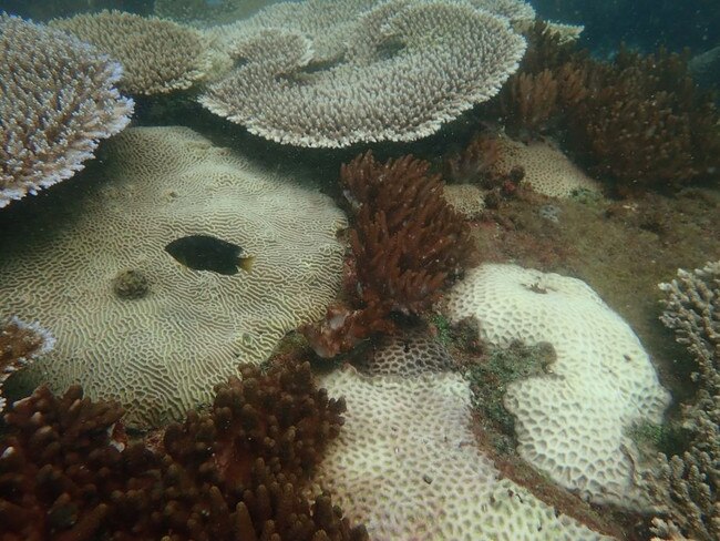 Heat stress is causing bleaching on the Great Barrier Reef at the Keppel Islands. Picture: TropWATER/JCU