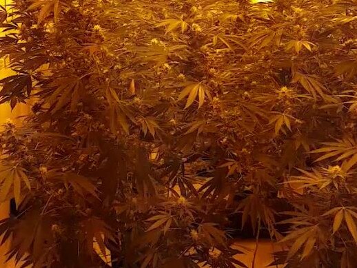 Some of the plants allegedly found in the raid. Picture: supplied