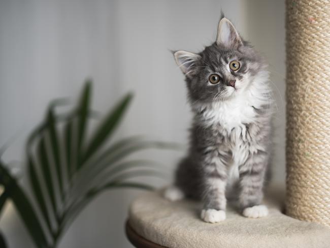 COMFORTS: Playtime and views ensure cat satisfaction.