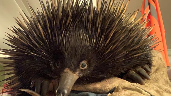 WILD RIDE: An echidna in the care of the Northern Rivers Wildlife Carers after a 10km wild ride in an engine bay.