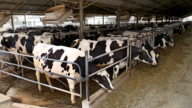 Farmers warn of higher prices for dairy products and more cows sent to ...