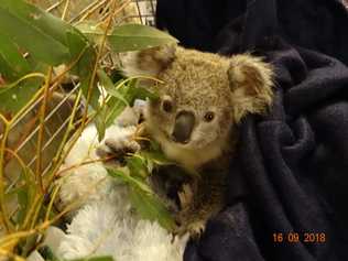 Orphaned koala Ollie has been cared for since his mother was killed on the New England Highway.