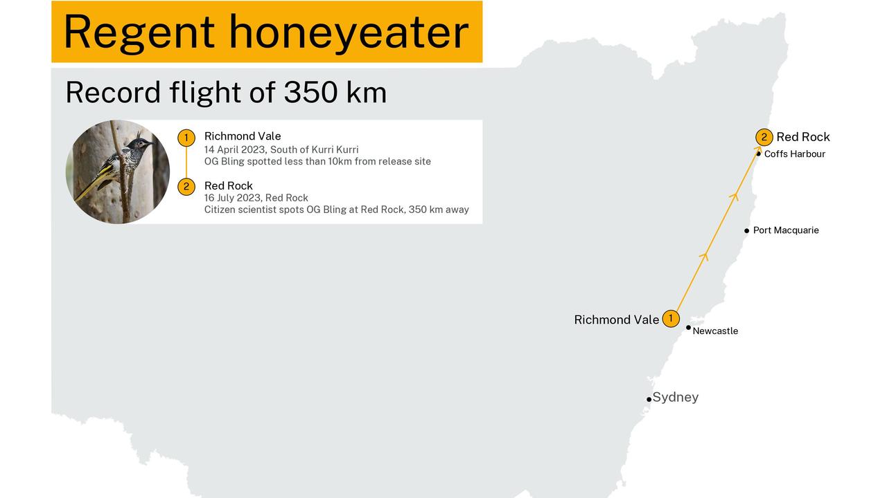 The record-breaking journey of OG-Bling the regent honeyeater, Picture: NSW Minister for the Environment