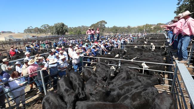 Close to 3400 head were sold at the Omeo Angus sale.