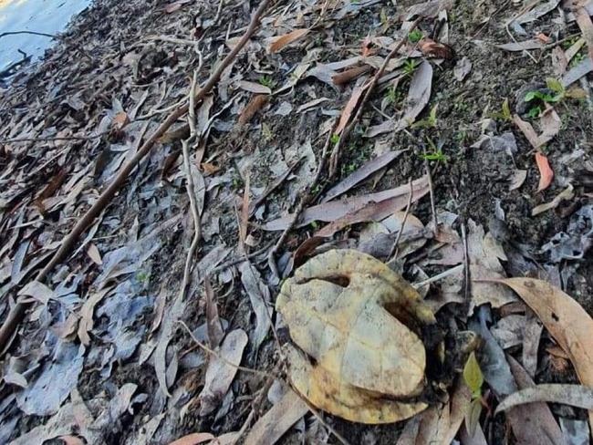 One of the several dead turtles that were found by a Townsville resident at Freshwater Lake in Idalia, near Springside Terrace, recently. Picture: Jake Goldring/Snakefella Wildlife Rescue