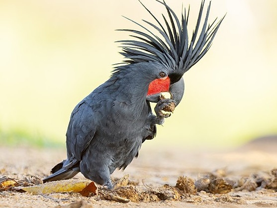 Palm cockatoo (Probosciger aterrimus), near Lockhart, Queensland, Australia. Photo: JJ Harrison, Wikimedia commons