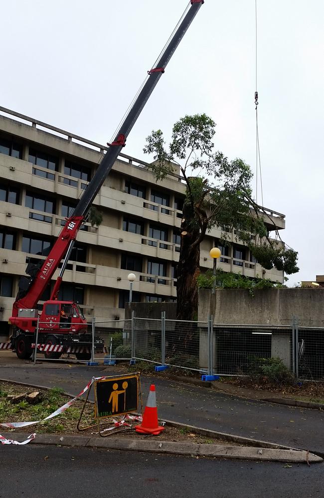 A big tree is cut down on Chambers Court, Epping, last week.