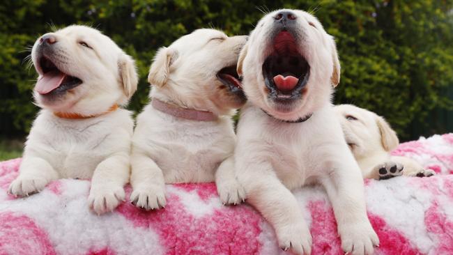 Four-week-old labrador retriever puppies at Sandwoodlabs on the Sunshine Coast. Picture Lachie Millard