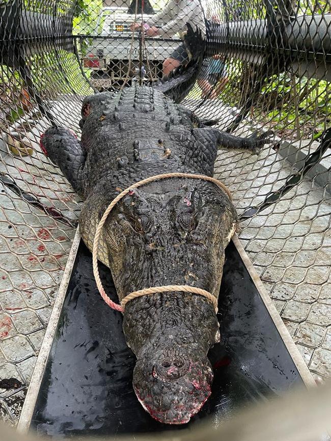 A 4.3m icon croc has been captured near Cooktown by Department of Environment rangers after attacking two dogs. Picture: DES