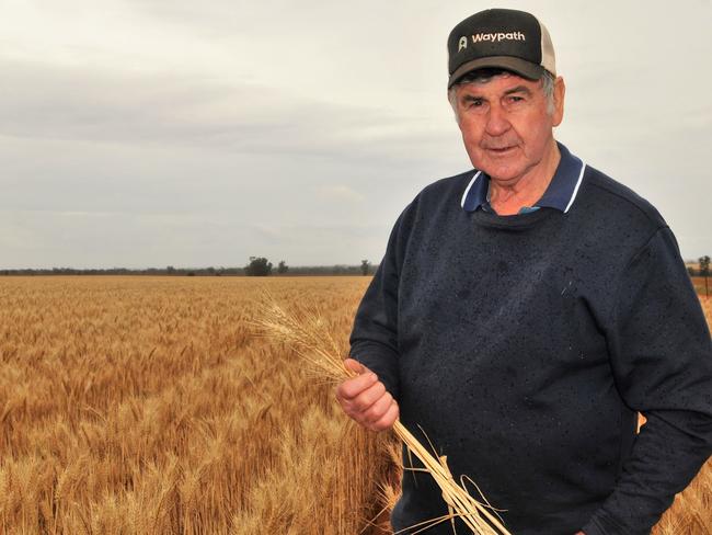 Farmer Ron Hards in a crop on his farm near Yarrara, west of Mildura, in the Millewa region of northwest Victoria. October 2020. Picture: JAMES WAGSTAFF