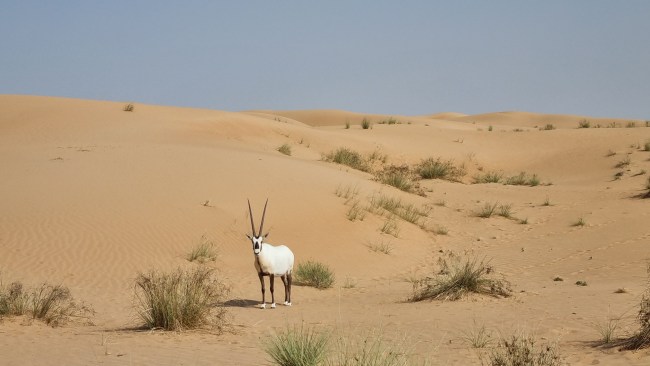 Dubai is home to the Arabian oryx, a type of antelope. Picture: Kirrily Schwarz