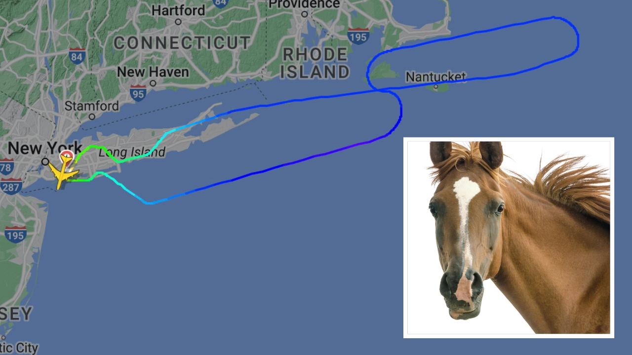A plane has been forced to turn back after a horse escaped on board.