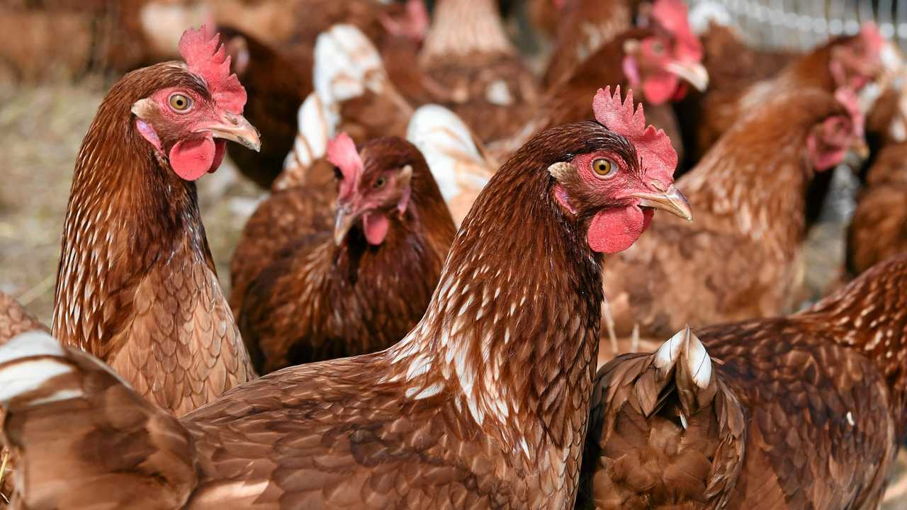 HAPPY HENS: Simple things will keep chooks healthy. Picture: mike knott