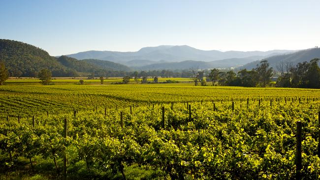 Pizzini Wines vineyard in the King Valley in Victoria's high country.