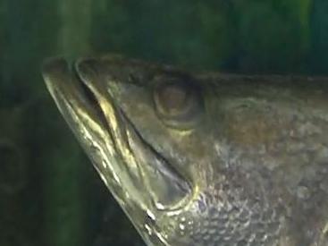 Still from video of barramundi feeding by Mark Rolle from Helifish