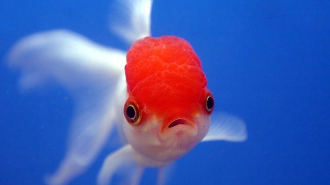 Company apologises for goldfish publicity stunt gone wrong | news.com ...