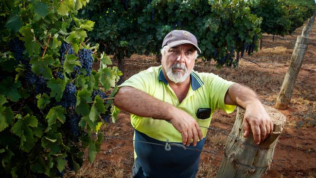 Grape grower Jim Giahgias with some of his grapes in Loveday, Barmera, South Australia. Picture: Matt Turner