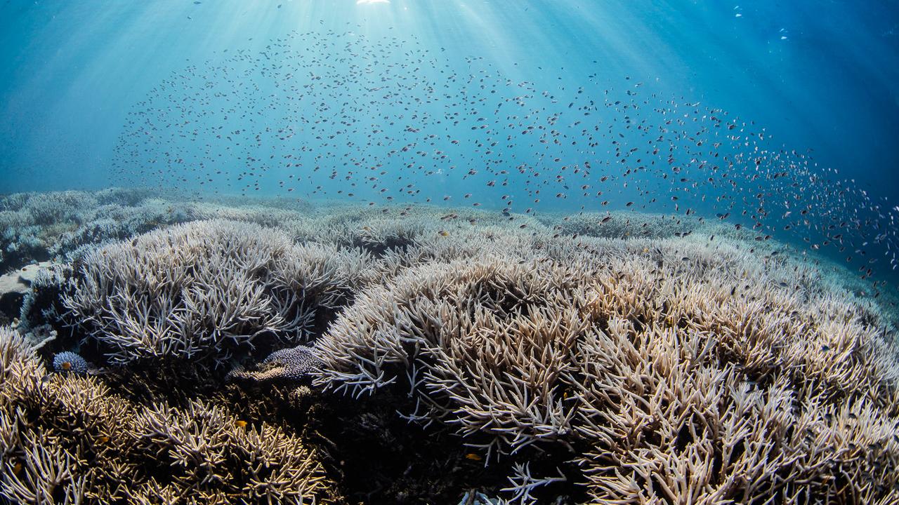 Confronting images taken by Citizens of the Reef show how badly the coral bleaching has become along the Southern Great Barrier Reef. Picture: Undertowmedia.