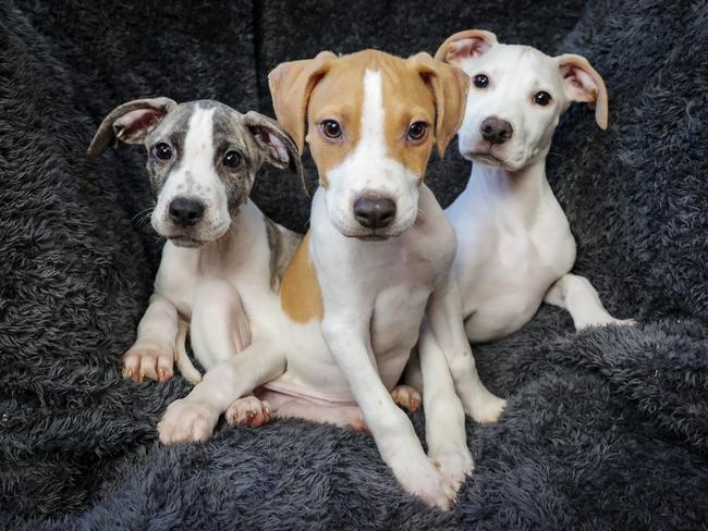 Puppies as young as eight weeks could be desexed under a NSW Greens policy. Picture: Ian Currie