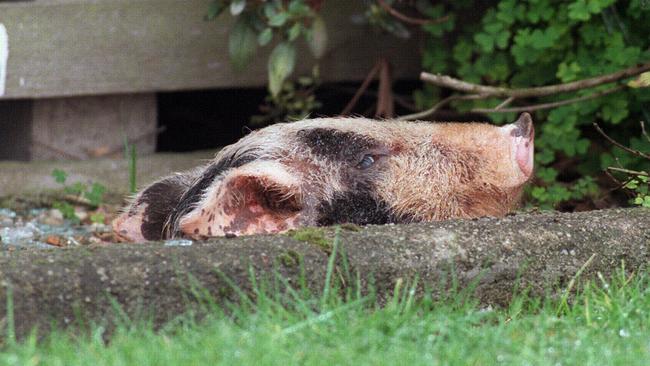 The pig's head found in the front yard of Greg Domaszewicz’s house the night Jaidyn disappeared.