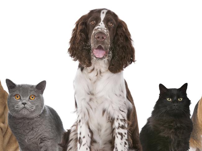 Group of cats and dogs in front of white background