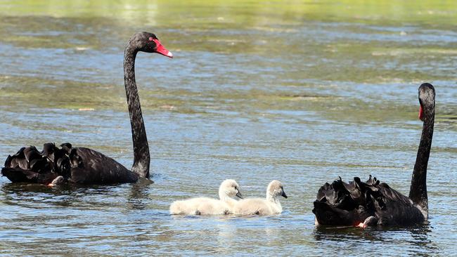 Black Swan Lake. Picture: Richard Gosling