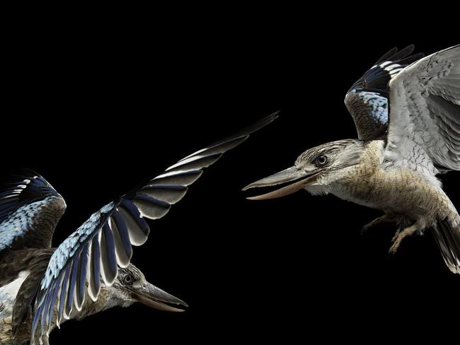 A blue winged Kookaburra from Gary Heery's latest, limited edition book, <i>Bird.</i>                     