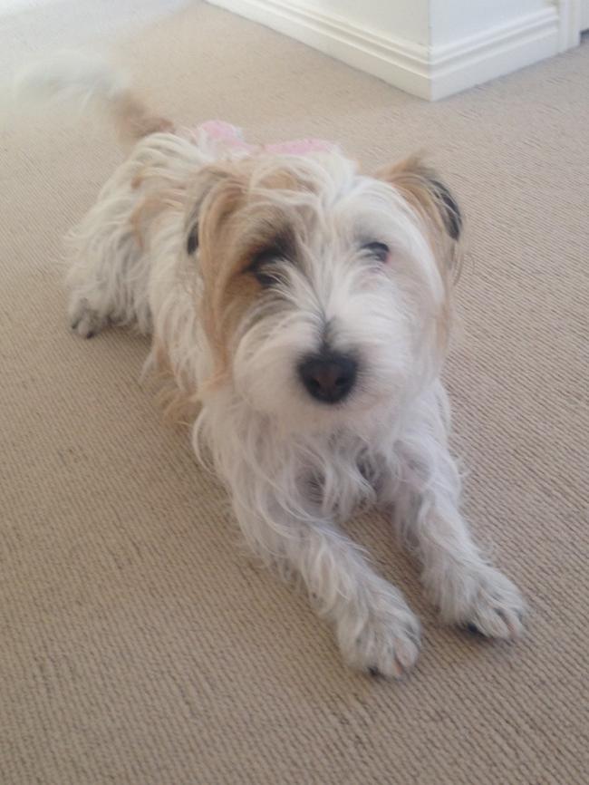 MAX: A long-haired jack russell, Max loves to chase snakes. He has one eye bigger than the other ... all the better to see those sneaky snakes.