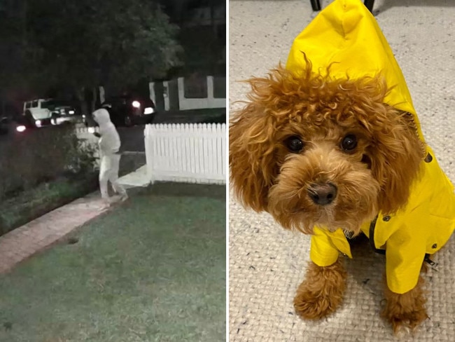 Teddy has become a hero on social media after scaring off a group of crims trying to break into a Brisbane home.