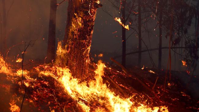 Trees alight in the hills behind Wyndham from the Big Jack Mountain fire in the Bega Valley. Picture: Toby Zerna