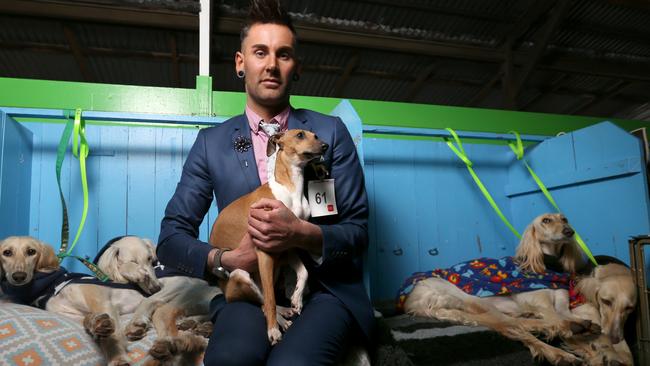 <s1>HIGH HOPES: Cooper Watts, of Melbourne, with Piero the Italian greyhound who is one of the dogs he is showing. The dogs behind are, from left, Mia, Mason, Yasmin and Toby.</s1> Picture: NIKKI DAVIS-JONES