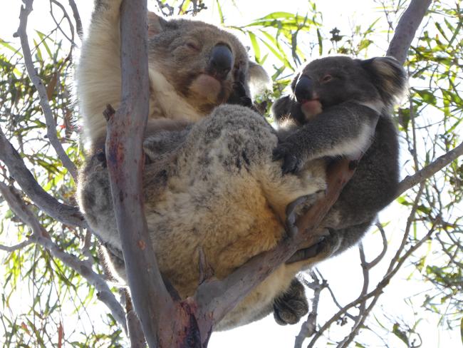 A koala and joey on Kangaroo Island.