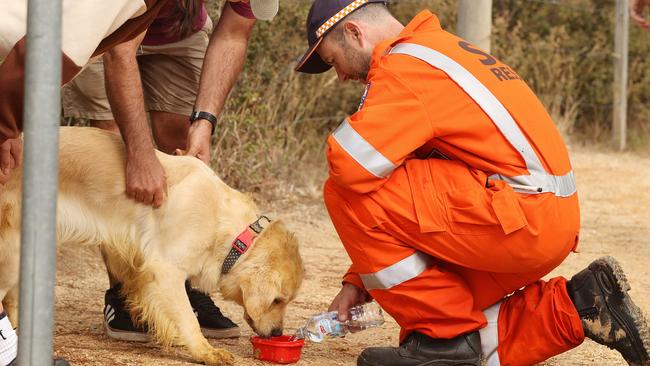 A golden retriever is rescued from a cliff near Bells Beach. Picture: Alison Wynd