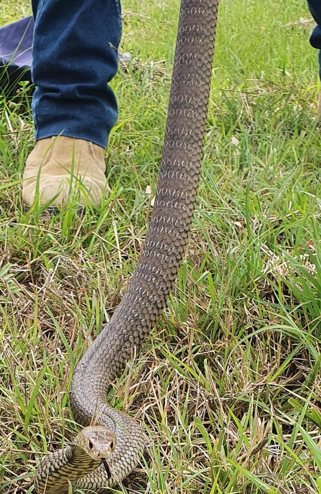 Eastern browns at Rosewood on October 8. Picture: Andrew's SNAKE Removal/FB