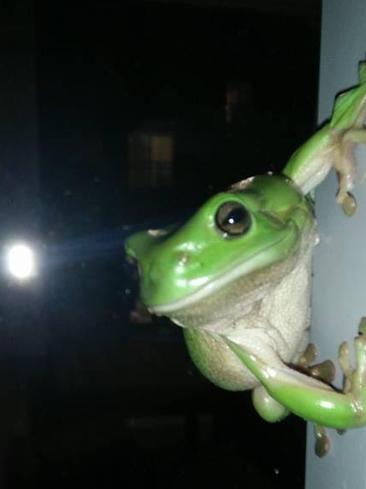 Nik Boogaerts snapped this photo of a cute green tree frog seeking refuge from the hail that lashed Chevron Island tonight. The little cutie made its way into the living room before it was picked up and taken back outside. Photo taken by Nik Boogaerts