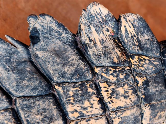 Skin of a saltwater crocodile before he is moved into a new pen at Crocodylus Park.