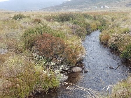 The same creek before the thick vegetation was removed. Picture: NSW Government