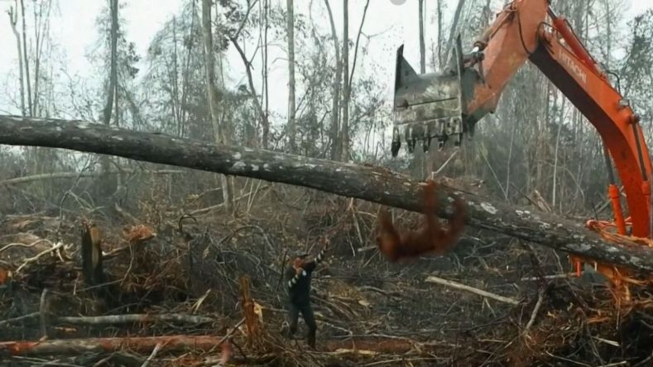 Viewers were horrified as they watched an orang-utan come face-to-face with a digger. Picture: BBC