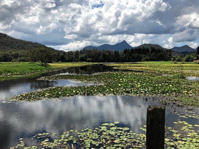 Mandy Dignan managed to capture this peaceful scene at Crams Farm overlooking Mount Warning.