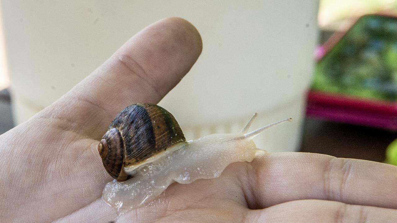 A Snailed It farm snail is white in colour because of the special snail food it eats. Picture: Nev Madsen