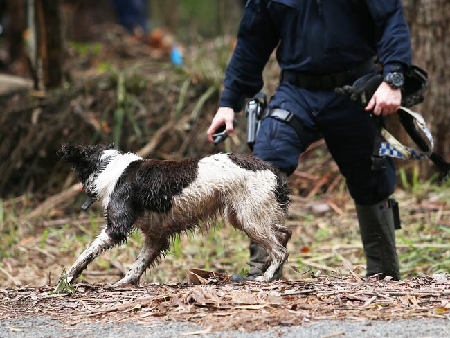 Cadaver dog Wags is sent into the search area on Wednesday. Picture: NCA NewsWire / Peter Lorimer.